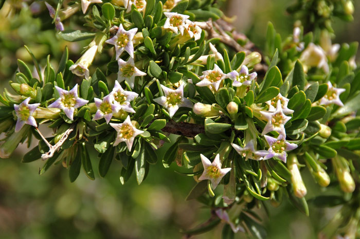 Desert Wolfberry has semi-large showy flowers with trumpet-like floral tubes. The flowers vary from lilac to greenish-white. Lycium macrodon 